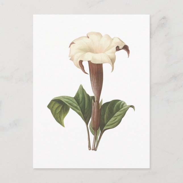 jimsonweed(Datura lavis) by Redouté Postcard (Front)