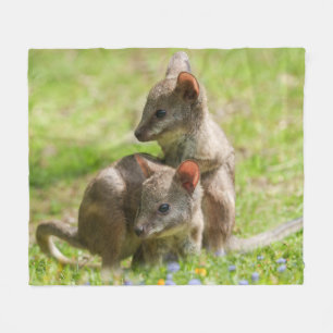 Joey Wallabies in the Sunshine Fleece Blanket