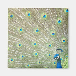 Johannesburg Zoo, Gauteng Province, South Africa Magnet