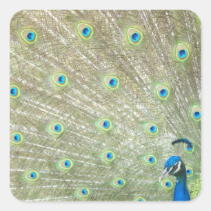 Johannesburg Zoo, Gauteng Province, South Africa Square Sticker