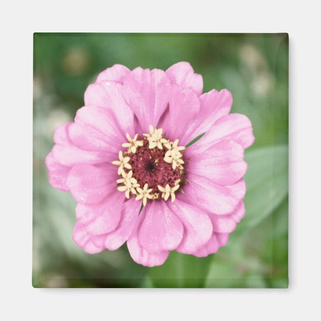 Johann's Beauty Magnet (Front)