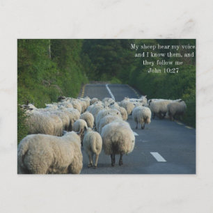 John 10:27 Christian Postcard