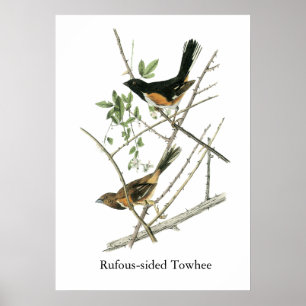 John Audubon Rufous-sided Towhee Poster