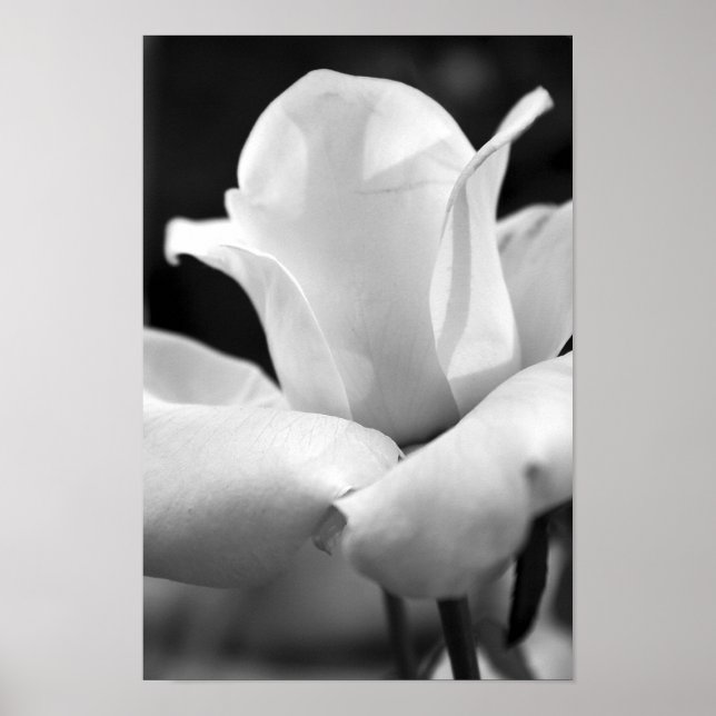 John F. Kennedy Rose Poster (Front)