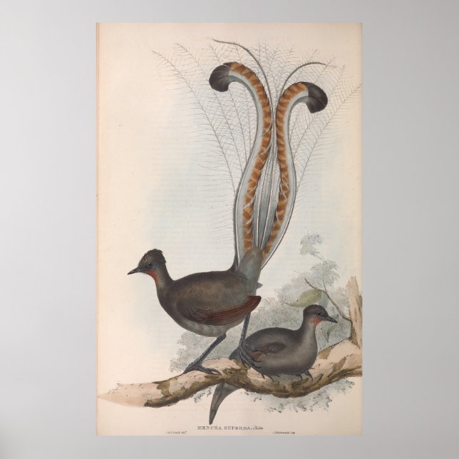 John Gould Lyre Bird Illustration 1848 Poster (Front)
