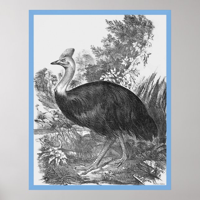 John Gould's 'Birds Of Australia' ~ The Cassowary Poster (Front)