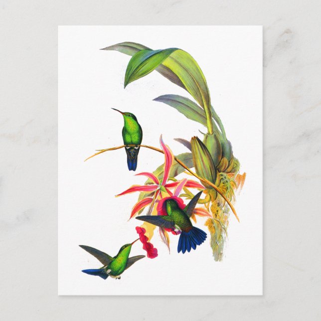 John Gould's Hummingbirds with  Pink Orchids Postcard (Front)