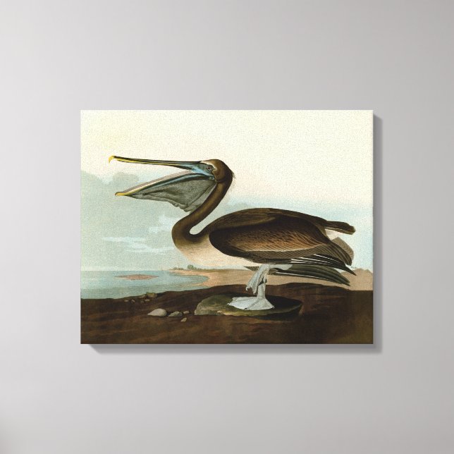 John James Audubon Brown Pelican Artwork Painting Canvas Print (Front)