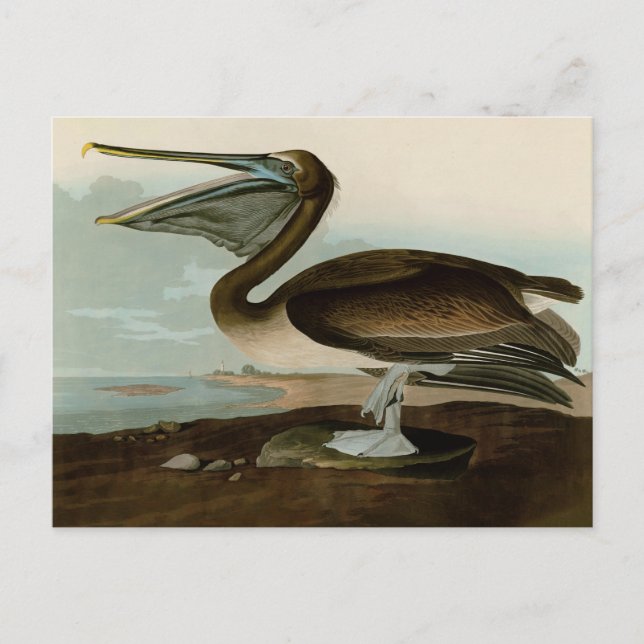 John James Audubon Brown Pelican Artwork Painting Postcard (Front)