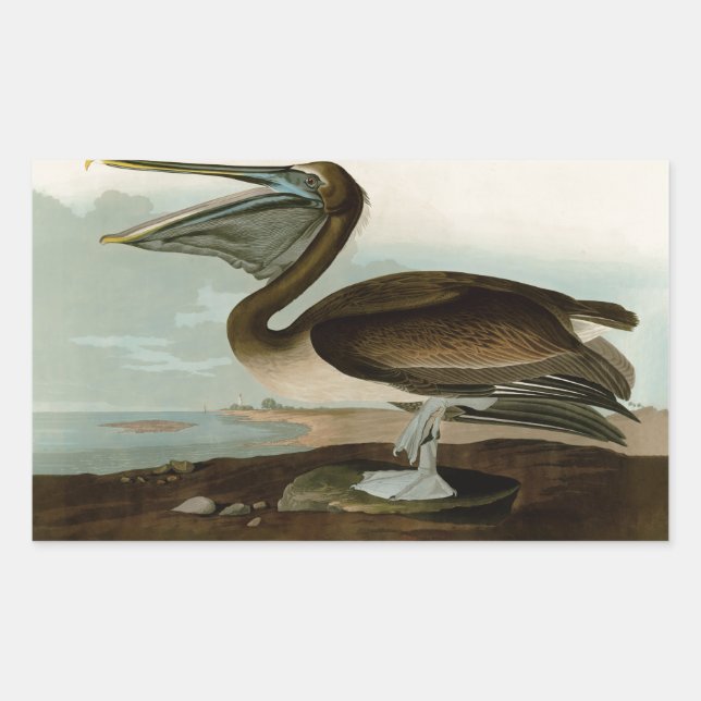 John James Audubon Brown Pelican Artwork Painting Rectangular Sticker (Front)