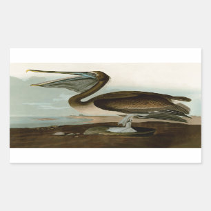 John James Audubon Brown Pelican Artwork Painting Rectangular Sticker