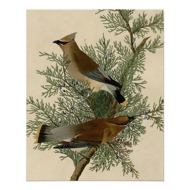 John James Audubon Cedar Waxwing Bird Print (Front)