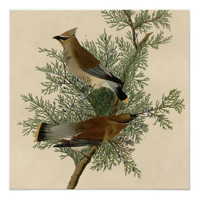 John James Audubon Cedar Waxwing Bird Print (Front)