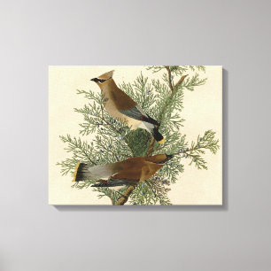 John James Audubon Cedar Waxwing Bird Print