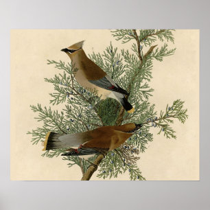 John James Audubon Cedar Waxwing Bird Print