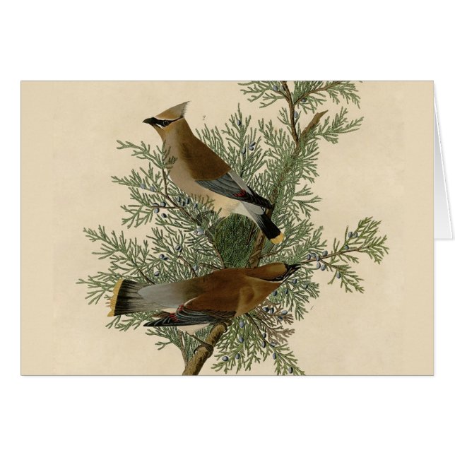 John James Audubon Cedar Waxwing Bird Print (Front Horizontal)