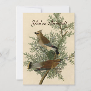 John James Audubon Cedar Waxwing Bird Print Invitation