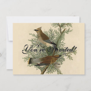 John James Audubon Cedar Waxwing Bird Print Invitation