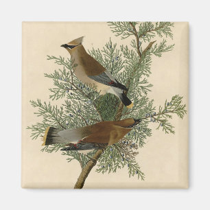 John James Audubon Cedar Waxwing Bird Print Magnet