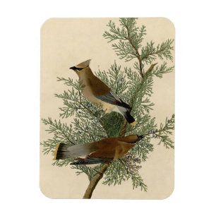 John James Audubon Cedar Waxwing Bird Print Magnet