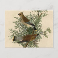John James Audubon Cedar Waxwing Bird Print
