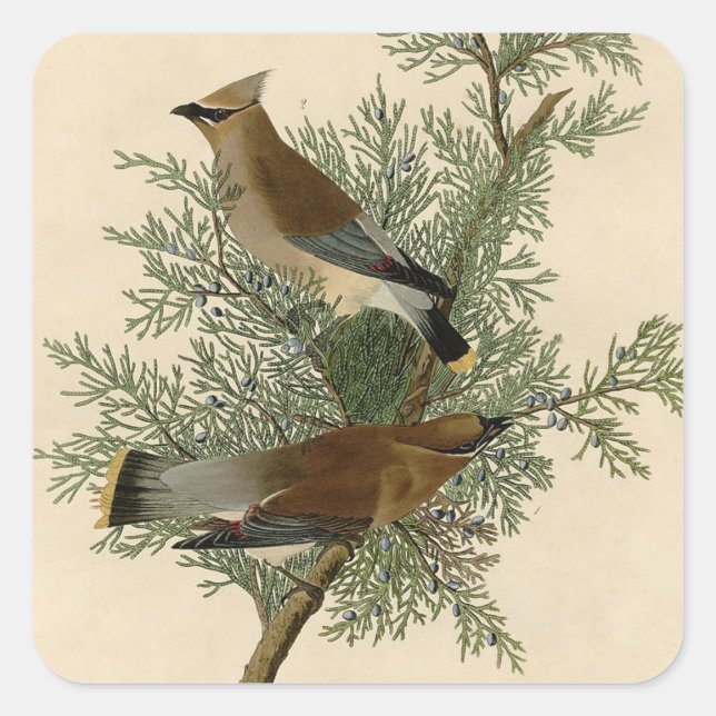 John James Audubon Cedar Waxwing Bird Print Square Sticker (Front)