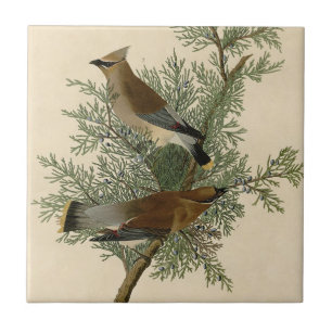 John James Audubon Cedar Waxwing Bird Print Tile