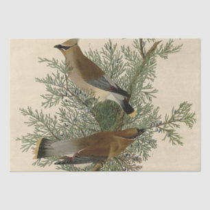 John James Audubon Cedar Waxwing Bird Print Tissue Paper