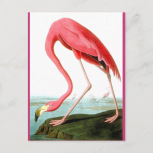 John James Audubon, Flamingo Painting Postcard