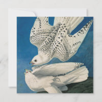 John James Audubon - Gyrfalcon