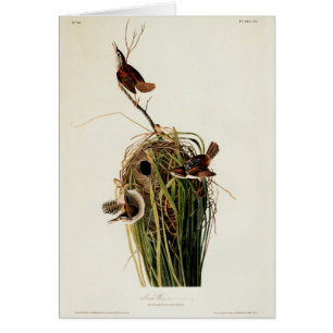 John James Audubon Marsh Wren Bird Print