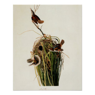 John James Audubon Marsh Wren Bird Print