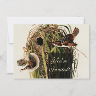 John James Audubon Marsh Wren Bird Print Invitation