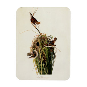 John James Audubon Marsh Wren Bird Print Magnet