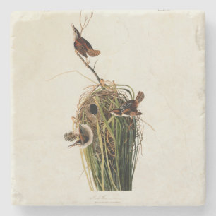 John James Audubon Marsh Wren Bird Print Stone Coaster