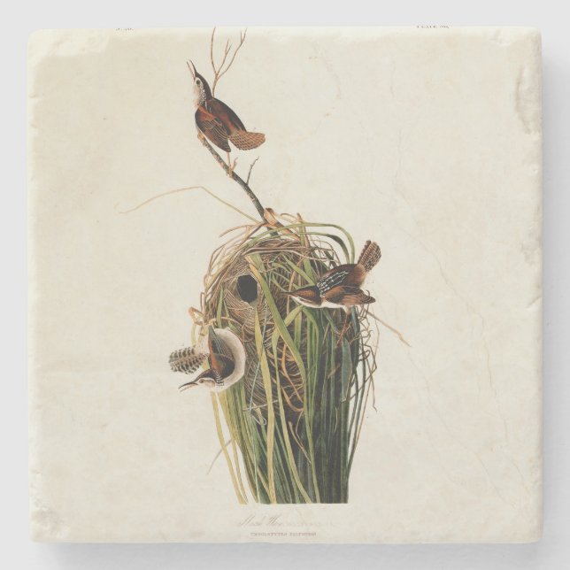John James Audubon Marsh Wren Bird Print Stone Coaster (Front)