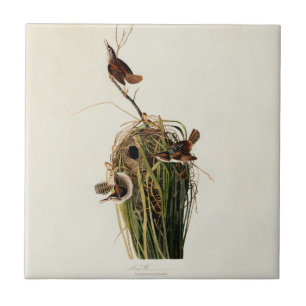 John James Audubon Marsh Wren Bird Print Tile