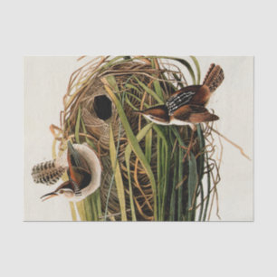 John James Audubon Marsh Wren Bird Print Tissue Paper