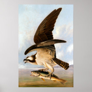 John James Audubon Osprey and Weakfish Poster