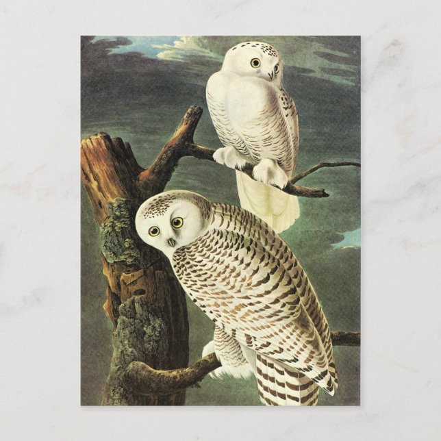 John James Audubon Owls Fine Art Postcard (Front)