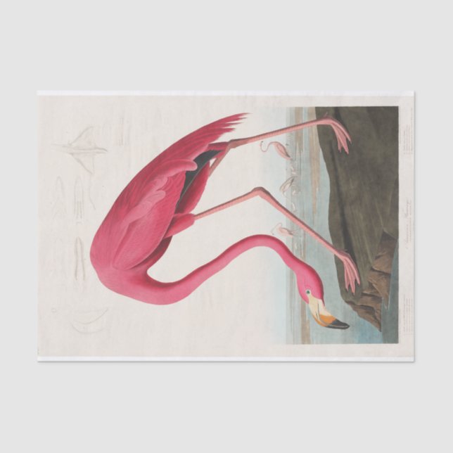 John James Audubon | Pink Flamingo Tissue Paper (Front)
