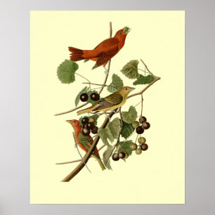 John James Audubon ~ Summer Red Birds ~ Poster
