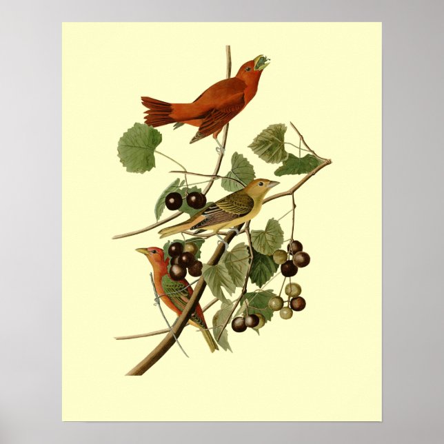 John James Audubon ~ Summer Red Birds ~ Poster (Front)