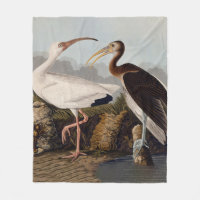 John James Audubon White Ibis Bird Print Classic