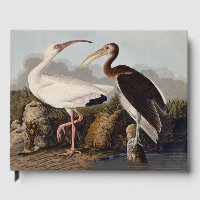 John James Audubon White Ibis Bird Print Classic