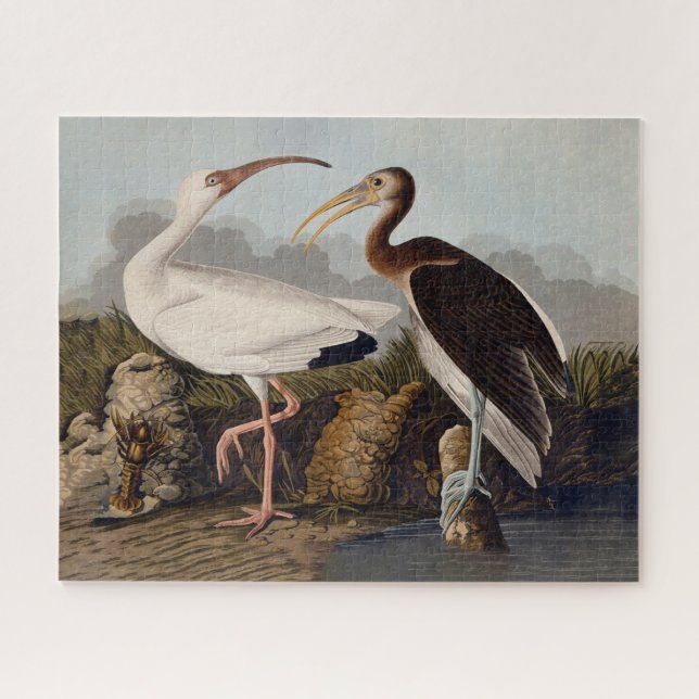 John James Audubon White Ibis Bird Print Classic Jigsaw Puzzle (Horizontal)