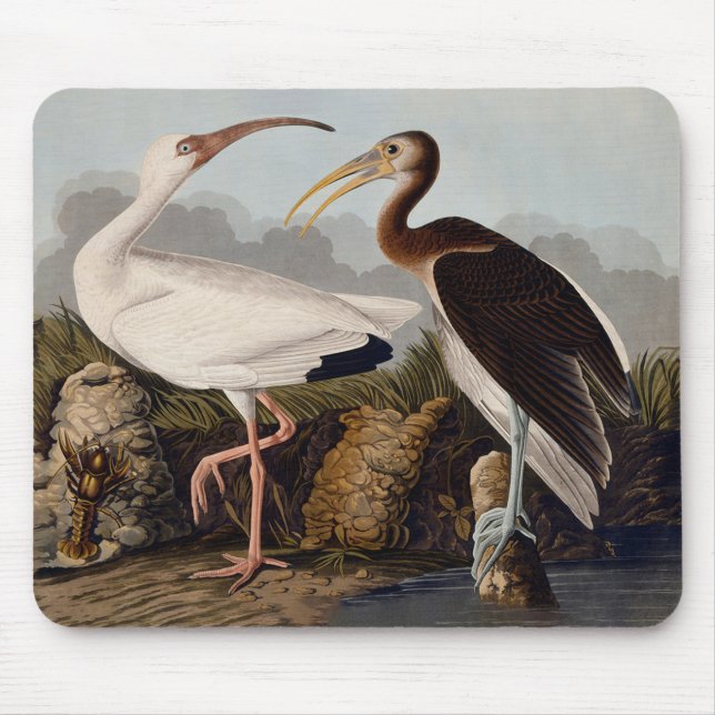 John James Audubon White Ibis Bird Print Classic Mouse Pad (Front)