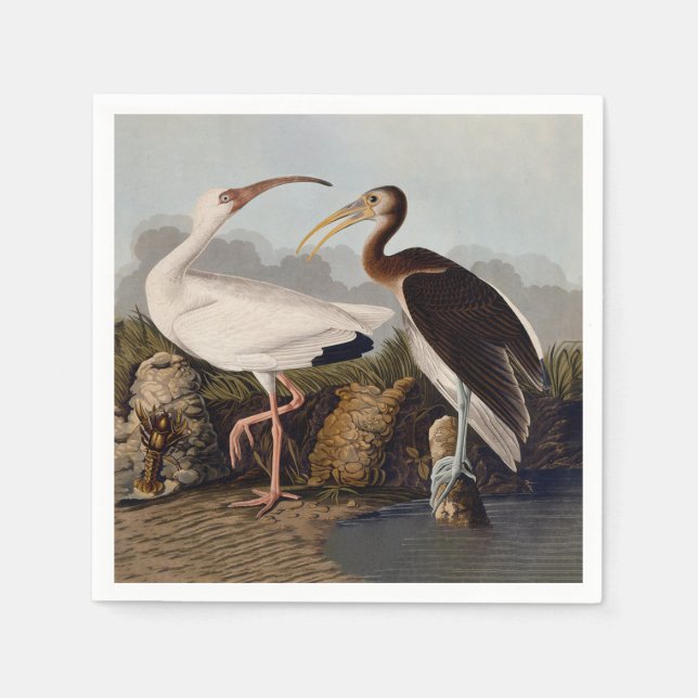 John James Audubon White Ibis Bird Print Classic Napkin (Front)