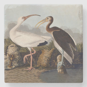 John James Audubon White Ibis Bird Print Classic Stone Coaster