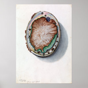 John James Wild Green-lipped Abalone Vintage Poster
